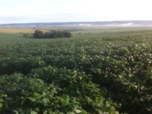 Parana Brazil soybean field