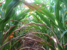 Central Illinois corn.