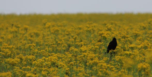 A bird sits perched in a field of weeds.