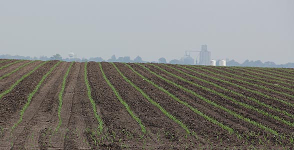 Newly emerged corn fields near Clinton, Ill.