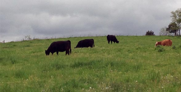 Cattle on pasture in mid-Missouri