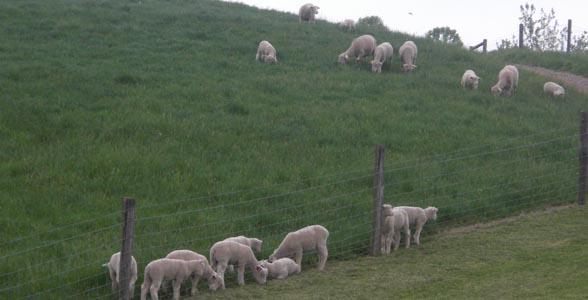 Sheep at Eastern Agricultural Research Station at Ohio State University