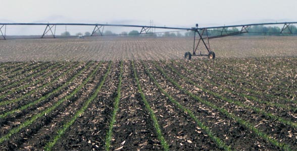 A center pivot in southeast Nebraska delivers water to young corn plants on May 17.
