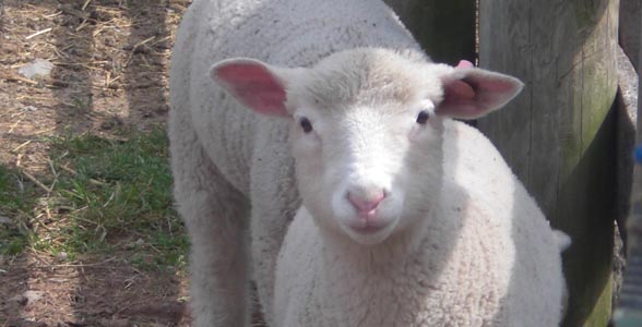 Sheep at Eastern Agricultural Research Station at Ohio State University