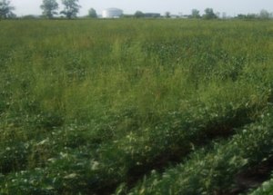 Common waterhemp in a soybean field
