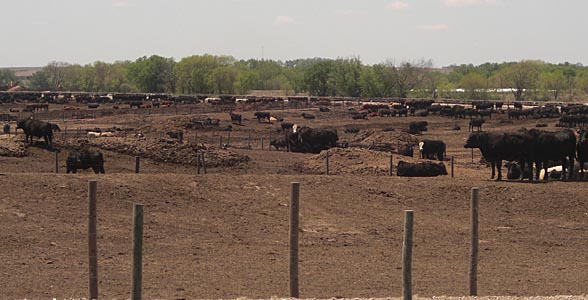 Cattle feedlot near Milford, Nebraska.