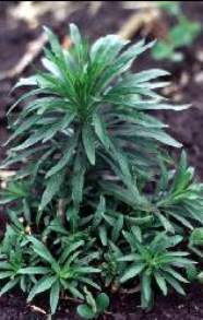 Marestail
