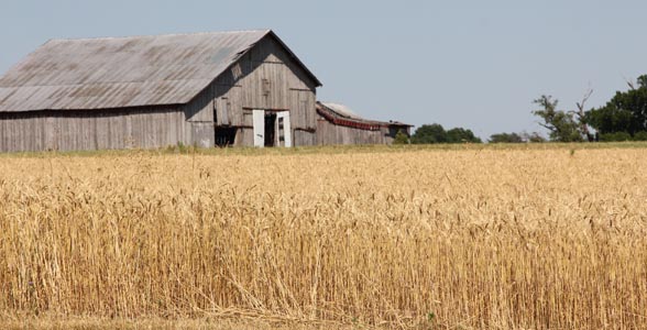 A wheat field just north of Franklin, Kentucky.