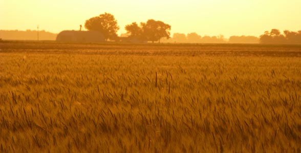 Early morning wheat field, Laddonia, Mo., June 12, 2013.