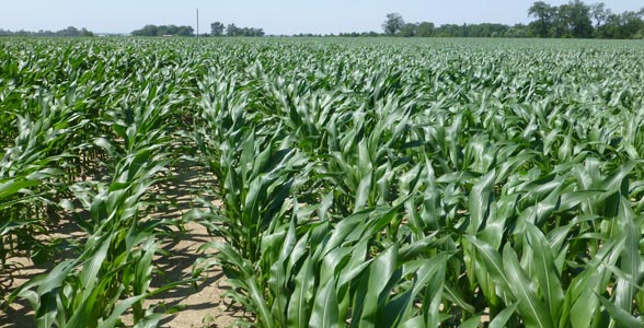 Some of the taller corn in Pike County, Il., June 12, 2013.
