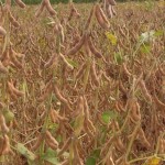First of its kind soy processing plant proposed in North Dakota