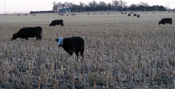 Cattle graze cornstalks on a cold morning in central Nebraska.