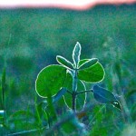 Illinois farmer says its clear soybeans will drive the market this year