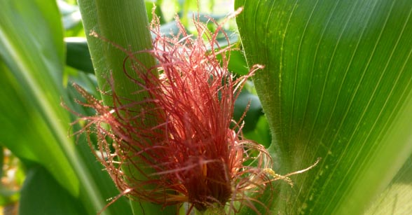 Corn silking in Lincoln County, SD, July 19, 2014.