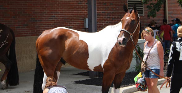 Show prep at Ohio State Fair