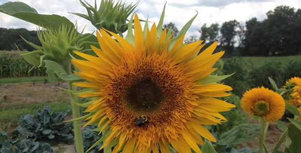 Sunflowers in mid-Missouri garden