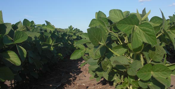Soybeans growing near Guthrie Center, Iowa