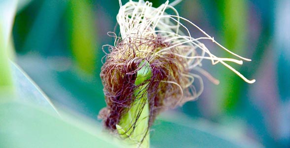 Corn silks near Evansville, Indiana