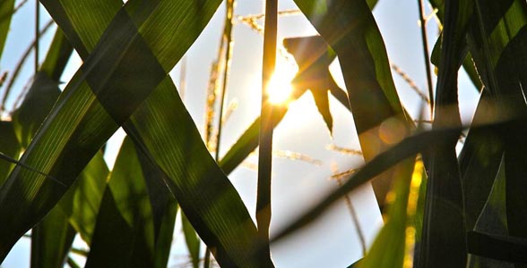 Corn stalks near Evansville, Indiana