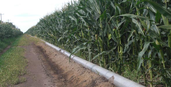 Flood irrigated corn in Central Nebraska