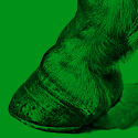 Hoofbeat copy