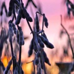 Big shift to soybean acres may not be the answer