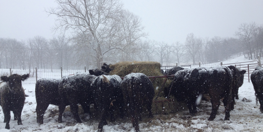 Feeder Type Is Key To Reducing Hay Losses Brownfield Ag News