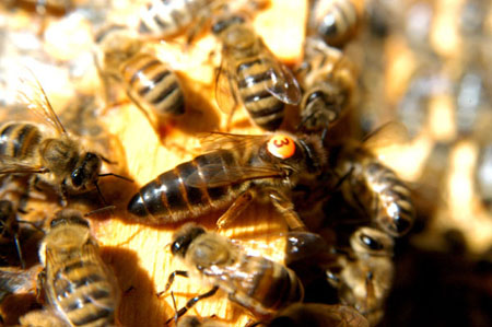 bees