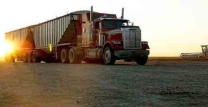 SemiHaulingGrain