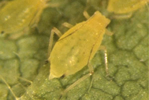 soybean aphid