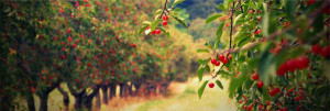 cherry harvest