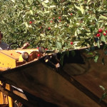 February a heart healthy time for cherries