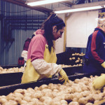 Researchers want to turn crop residue into farm revenue