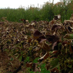 Michigan specialty crop grants available