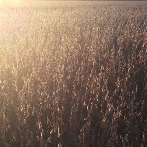 soybeans (2)_web