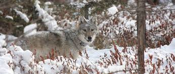gray wolf