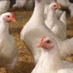 HPAI confirmed on Tennessee commercial breeder flock farm