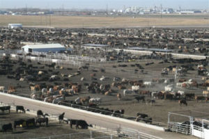 Cargill Sells Texas Cattle Feedlots Brownfield Ag News