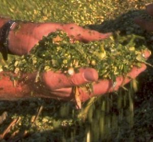 Photo courtesy University of Wisconsin