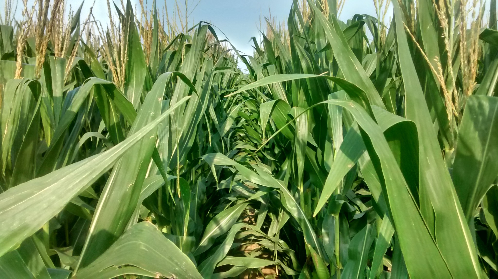Smartphone app helps determine corn silage prices Brownfield Ag News