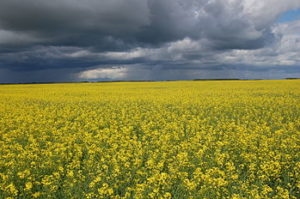 canola