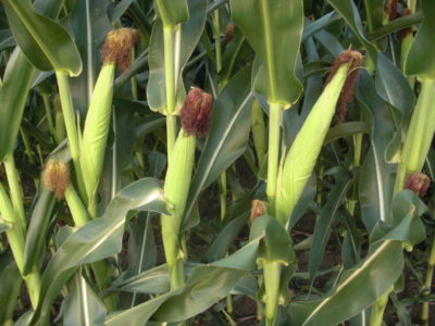 corn-ears-7-23-12