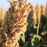 Culinary arts group calls sorghum the new ‘It’ grain