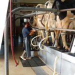 Missouri dairy workshops to focus on profitability