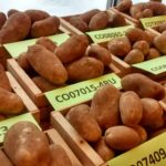 Real-time harvest quality data helps potato profits
