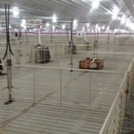 Pipestone prepares to open Wisconsin sow facility