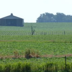 High oleic soybeans have cooking oil, automotive functionality