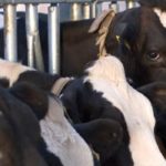 Efforts continue to grow Nebraska’s dairy industry