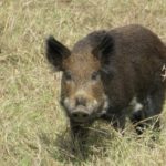 Texas adds new weapon in battle against feral hogs