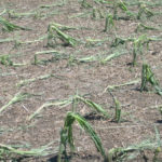 FCSAmerica crop insurance update